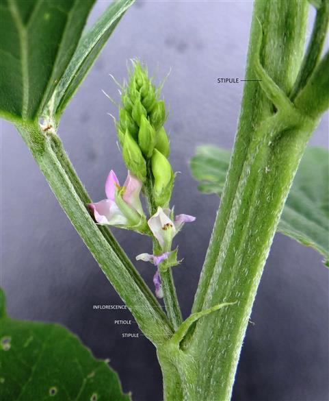 Cyamopsis tetragonoloba